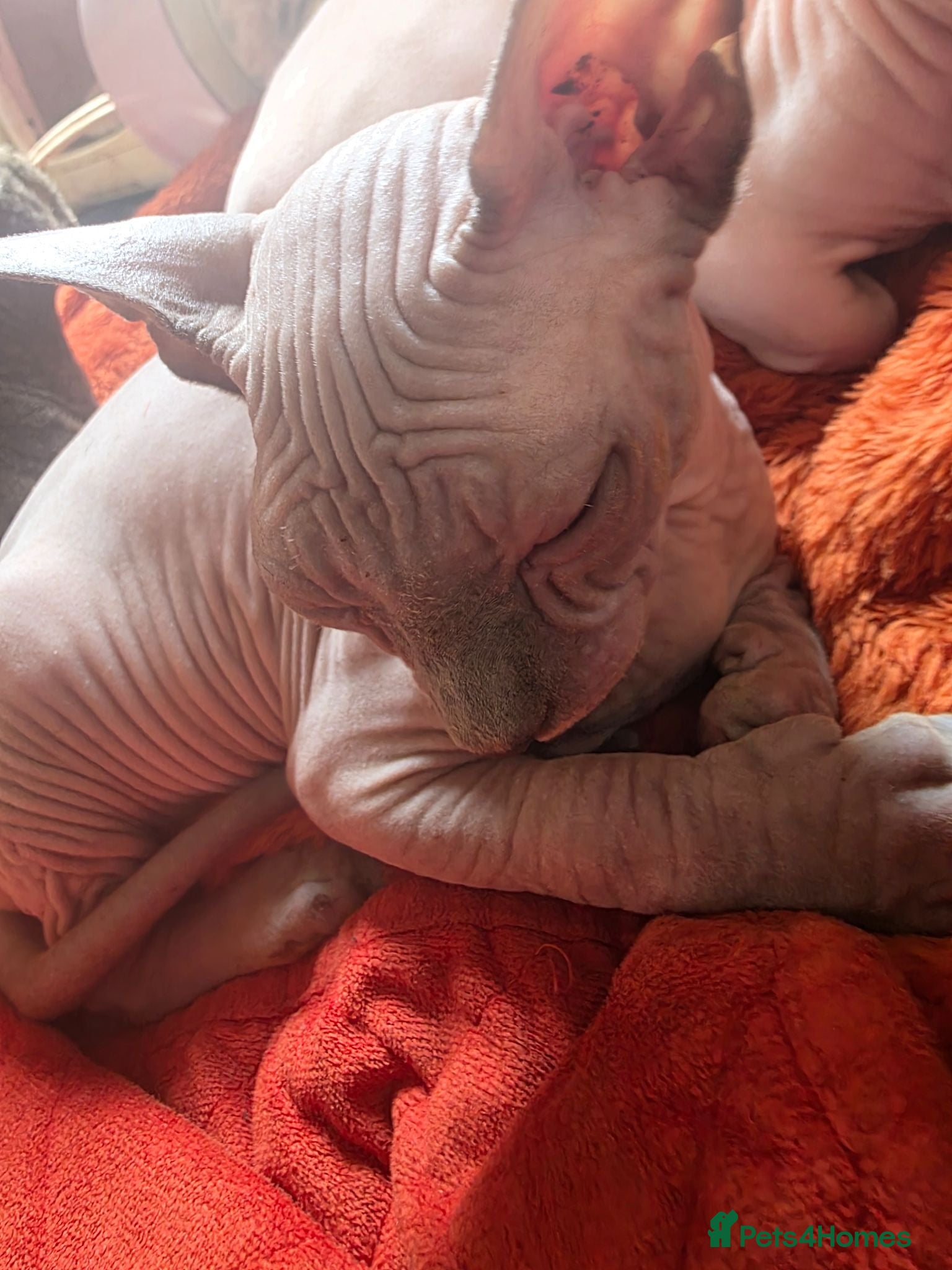 Sphynx cats  If you’re interested or  - Advert 11