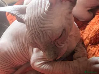 Sphynx cats If you’re interested or - Advert 11