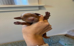 Cocker Spaniel dogs for sale: 🐶Cocker Spaniel Pups Looking for Forever Family🐶 - Image 29