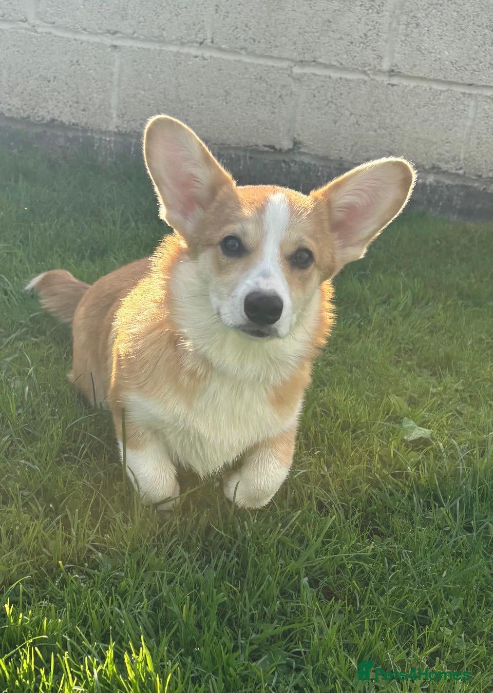 Welsh Corgi Pembroke dogs 1 Gorgeous KC reg girl DNA health tested parents - Advert 1