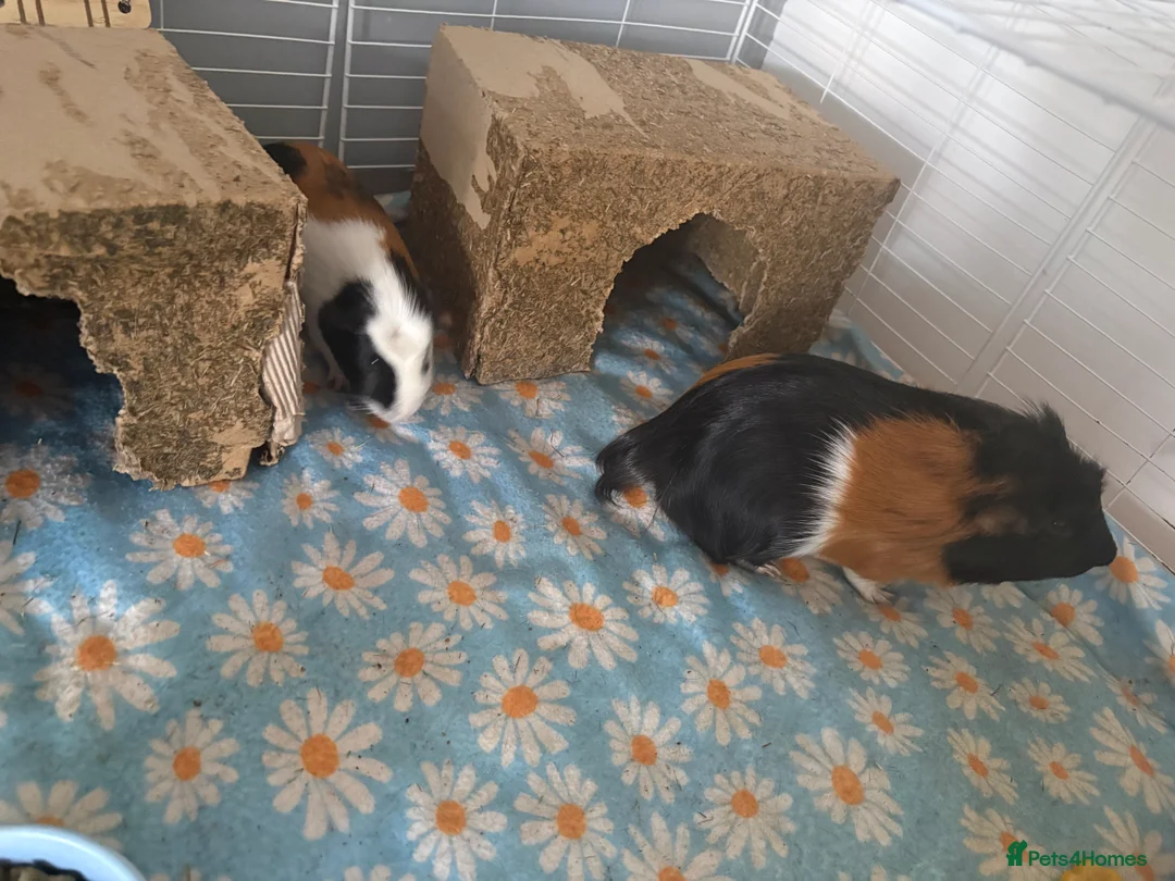 Guinea Pig rodents for sale: 2 male guinea pigs in Chelmsford - Advert 7