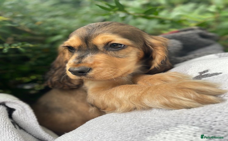 Cocker Spaniel dogs - Advert 10