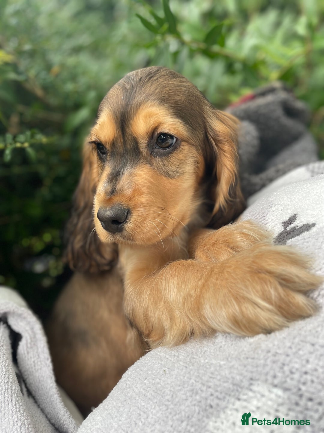 Purebred 12 Month Old Cocker Spaniel For Sale American Cocker