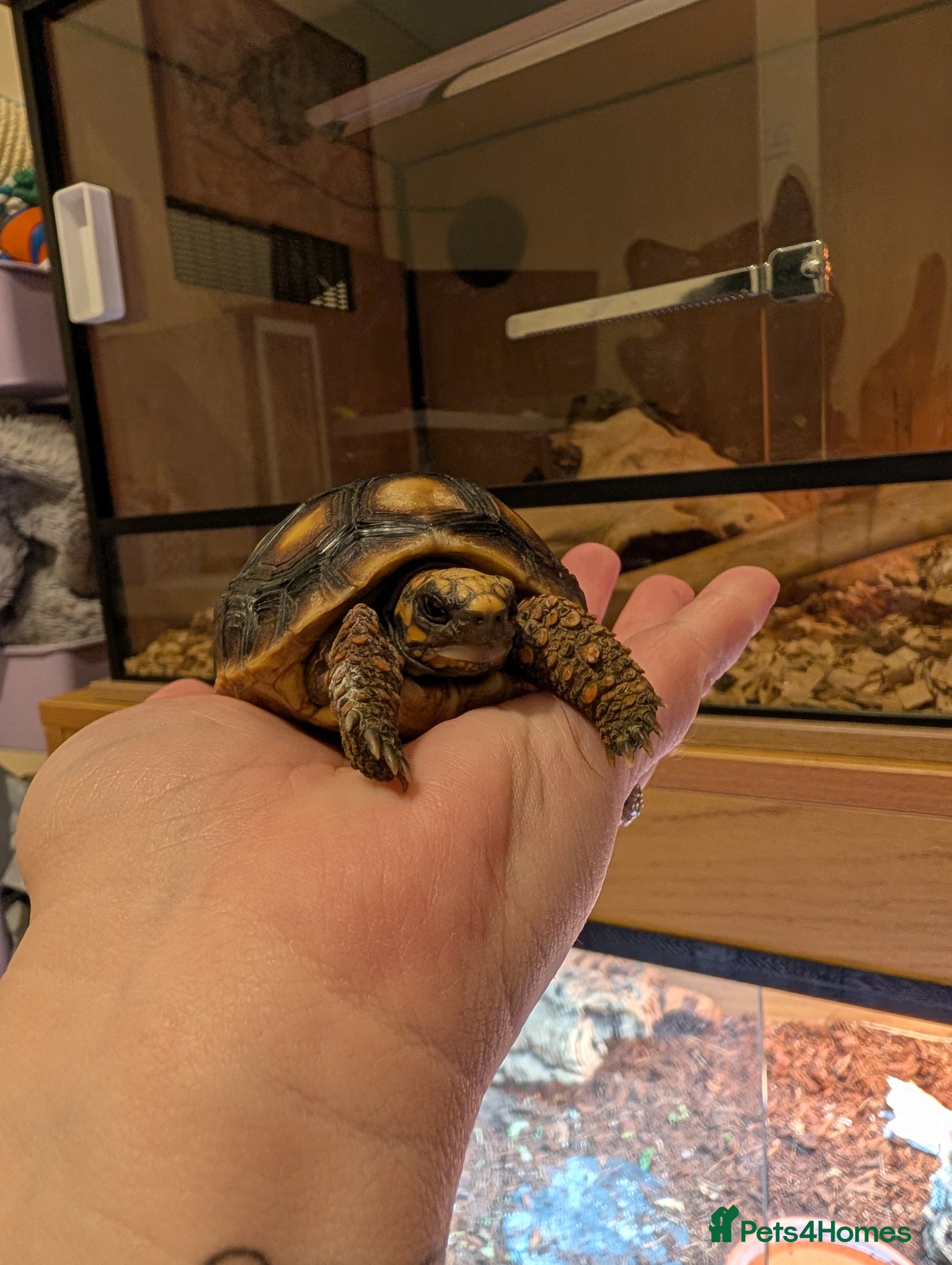 Tortoise reptiles 9 month old red foot tortoise  - Advert 12