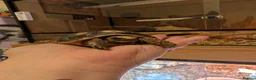 Tortoise reptiles for sale: 9 month old red foot tortoise  in Gosport - Advert 1