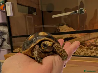 Tortoise reptiles 9 month old red foot tortoise - Advert 12