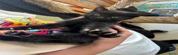 Mixed Breed cats for sale: Kittens  in Frinton-on-Sea - Advert 12