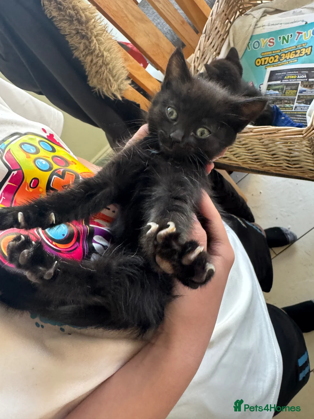 Mixed Breed cats for sale: Kittens  in Frinton-on-Sea - Advert 12