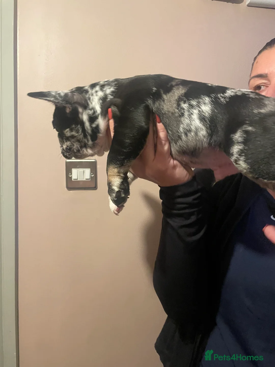 French Bulldog dogs for sale: 3 stunningly unique coloured stocky frenchies - Advert 20