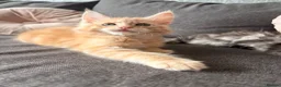 Maine Coon cats for sale: Sweet teddy bears. 🧸 🐈‍⬛ - Advert 32
