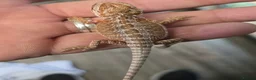 Bearded Dragon reptiles for sale: Red Monster blue bar and G stripe possible Chroma  - Advert 10