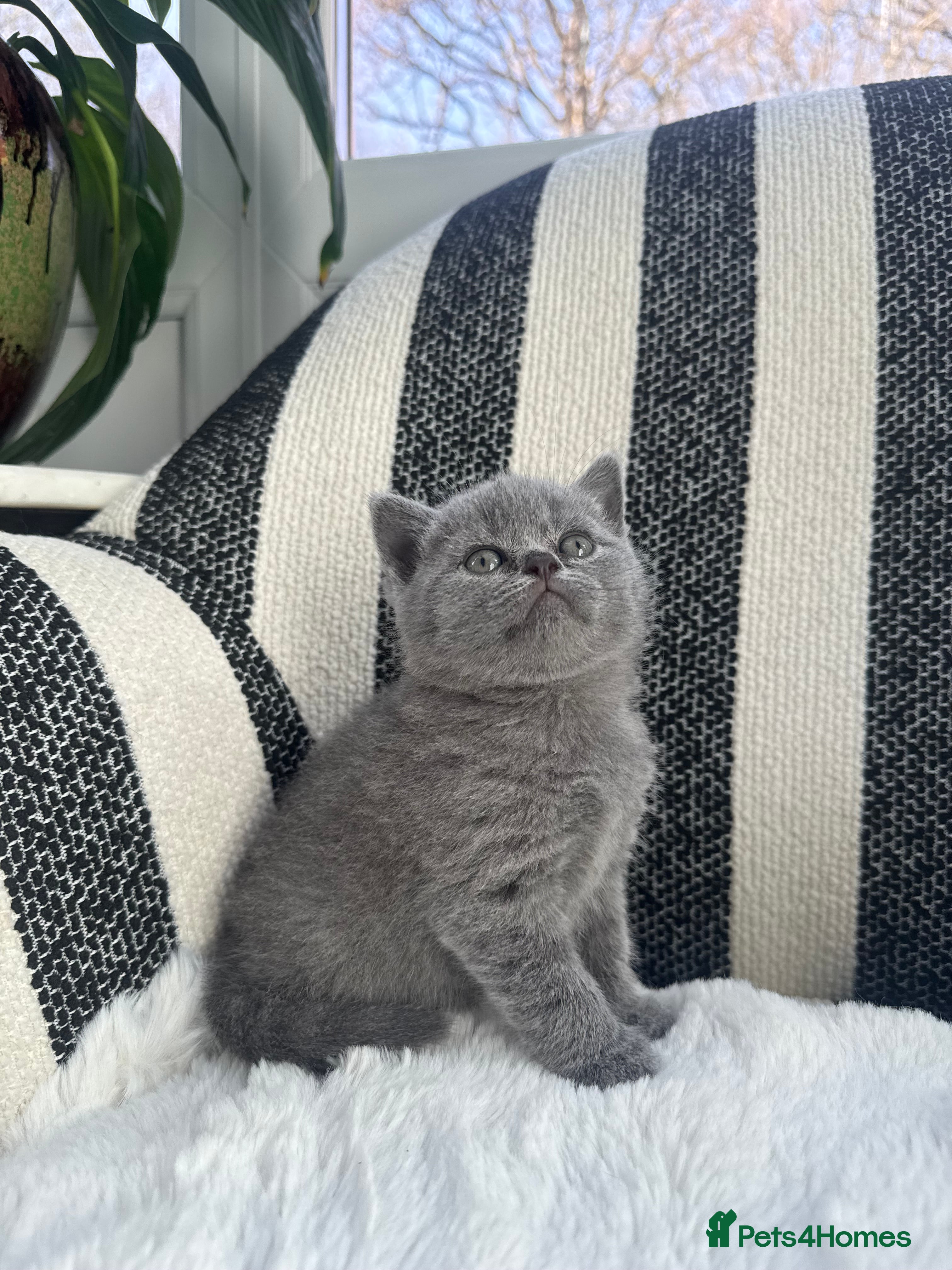 British Shorthair cats 💐British Shorthair Kittens (Blue)💐 - Advert 13