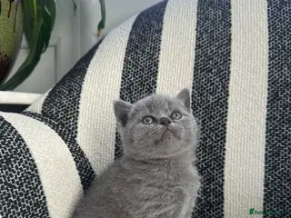 British Shorthair cats 💐British Shorthair Kittens (Blue)💐 - Advert 13