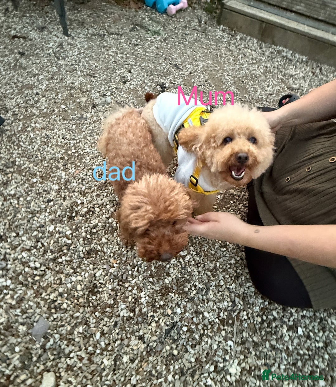 Toy Poodle dogs for sale: 3 KC Registered Red Toy poodle Puppies - Advert 3