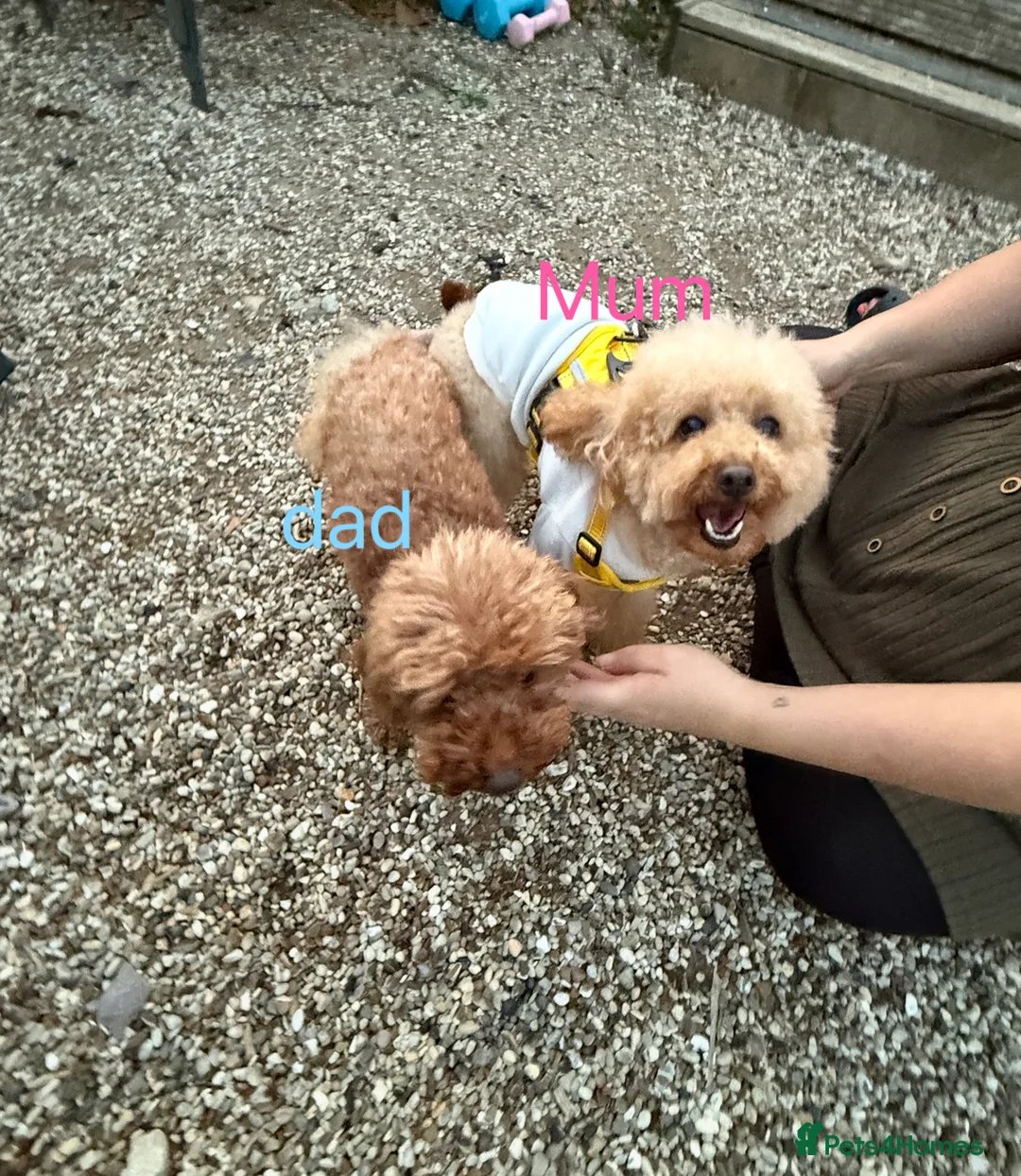 Toy Poodle dogs for sale: 3 KC Registered Red Toy poodle Puppies - Advert 2