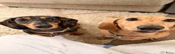 Dachshund dogs for sale: Beautiful Smooth hair dapple girl  - Advert 6