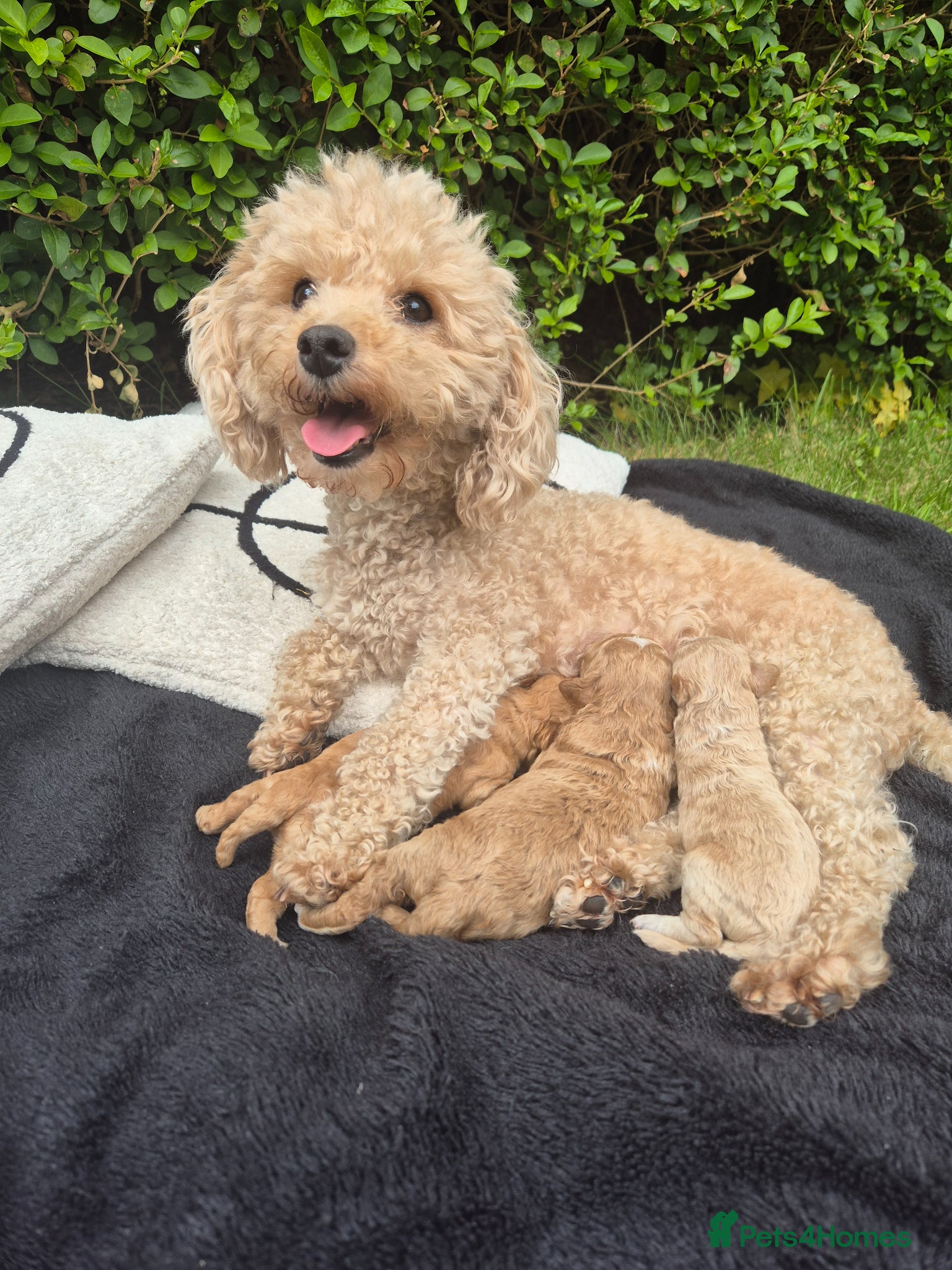 Poochon dogs Stunning Poochon Puppies Ready 25th June 🐩❤️ - Advert 1