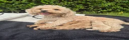 Poochon dogs for sale: Stunning Poochon Puppies Ready 25th June 🐩❤️ in Kilmarnock - Advert 1