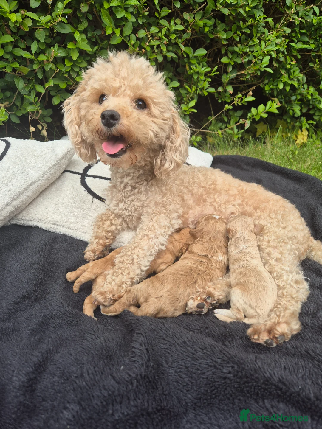 Poochon dogs for sale: Stunning Poochon Puppies Ready 25th June 🐩❤️ in Kilmarnock - Advert 1