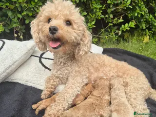 Poochon dogs for sale: Stunning Poochon Puppies Ready 25th June 🐩❤️ - Advert 3