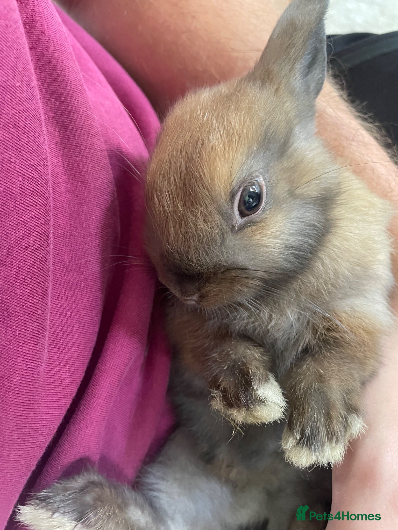 Netherland Dwarf rabbits Beautiful Netherlands dwarfs for sale!! - Advert 1
