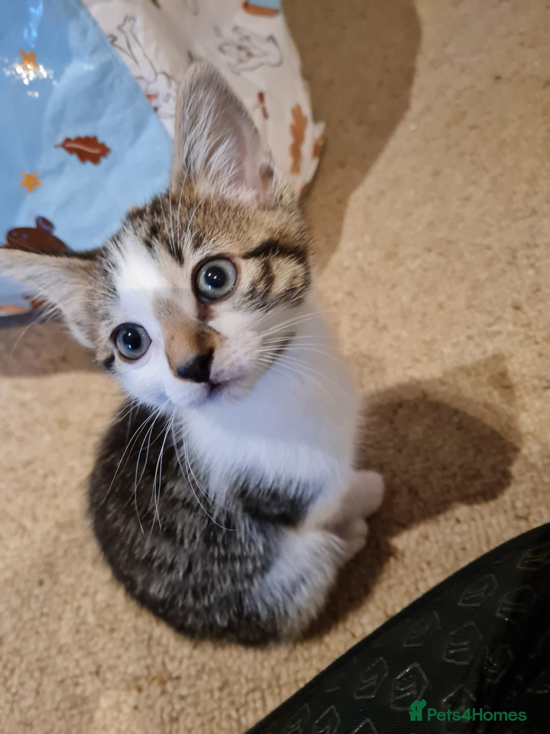 Mixed Breed cats for sale: Beautiful mane cross kittens  - Advert 3