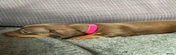 Dachshund dogs for sale: Miniature Dashund puppies - Advert 8