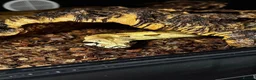 Boa Snake reptiles for sale: Male hand tame Jungle Boa - Advert 2