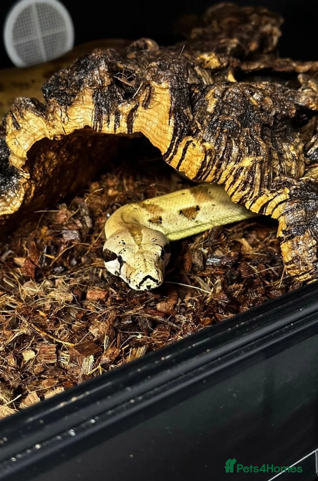 Boa Snake reptiles for sale: Male hand tame Jungle Boa - Advert 2