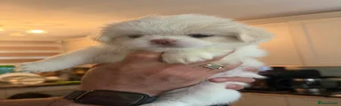 Shih Tzu 1