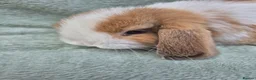 Mini Lop rabbits for sale: Gorgeous mini lops ready next week  - Advert 20