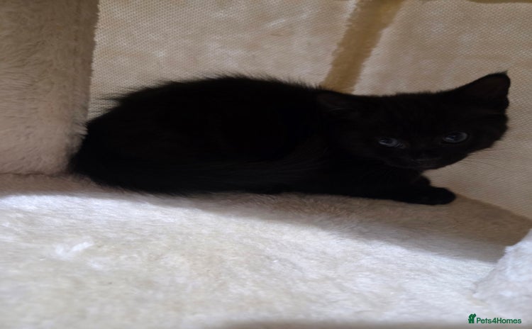Mixed Breed cats - Advert 4