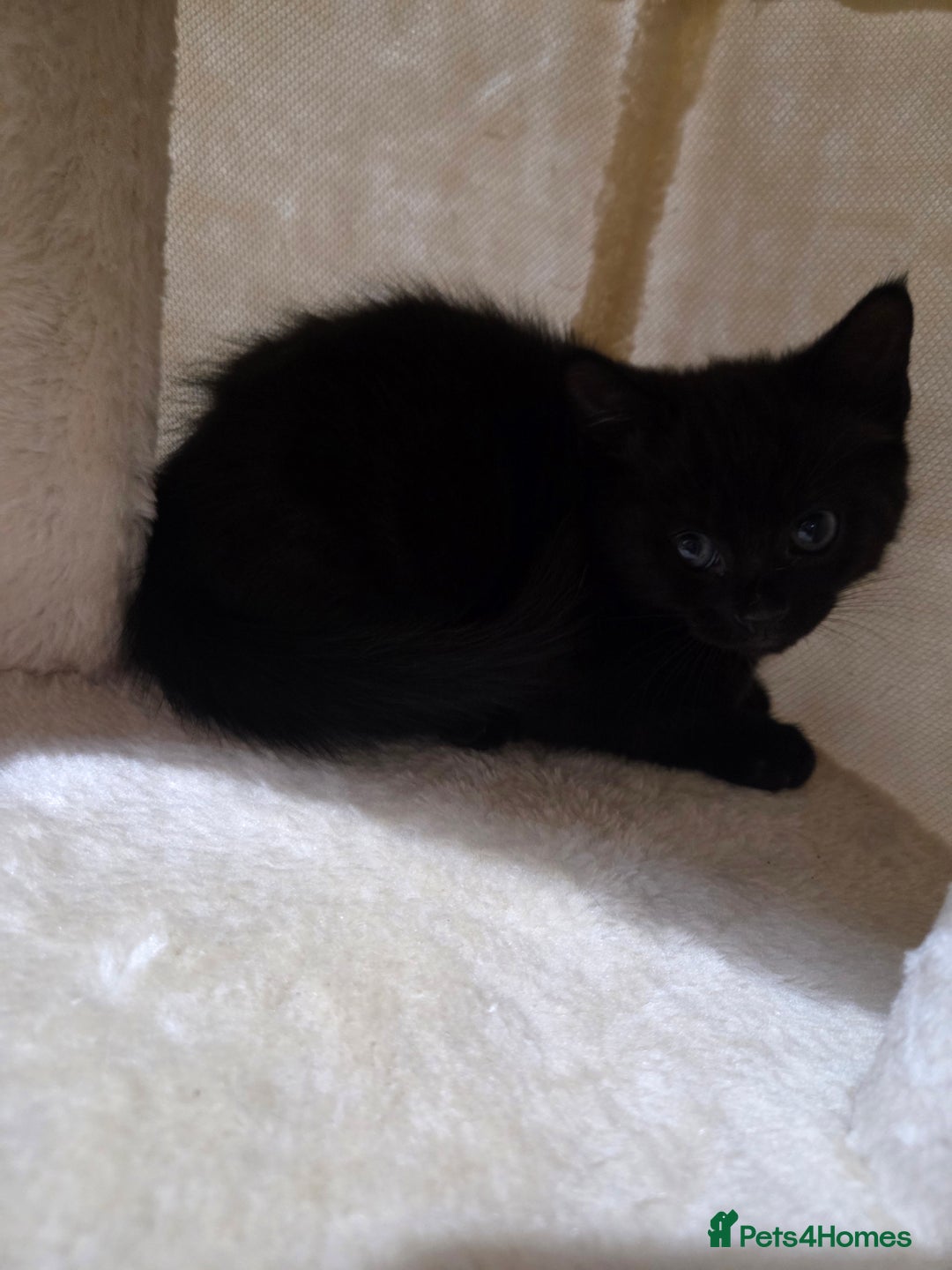 Mixed Breed cats for sale: Sweet cats search new house  - Image 1