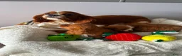 Cavalier King Charles Spaniel dogs for sale: King Charles cavalier spaniel puppies - Advert 16