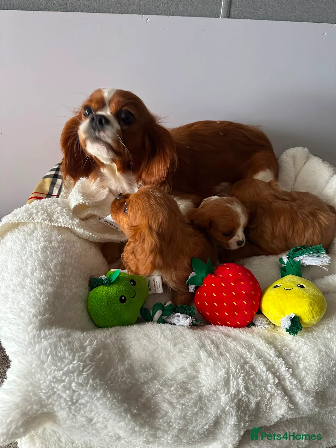 Cavalier King Charles Spaniel dogs for sale: King Charles cavalier spaniel puppies - Advert 16