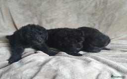 Bedlington Terrier dogs for sale: BEDLINGTON TERRIER PUPS - Image 4