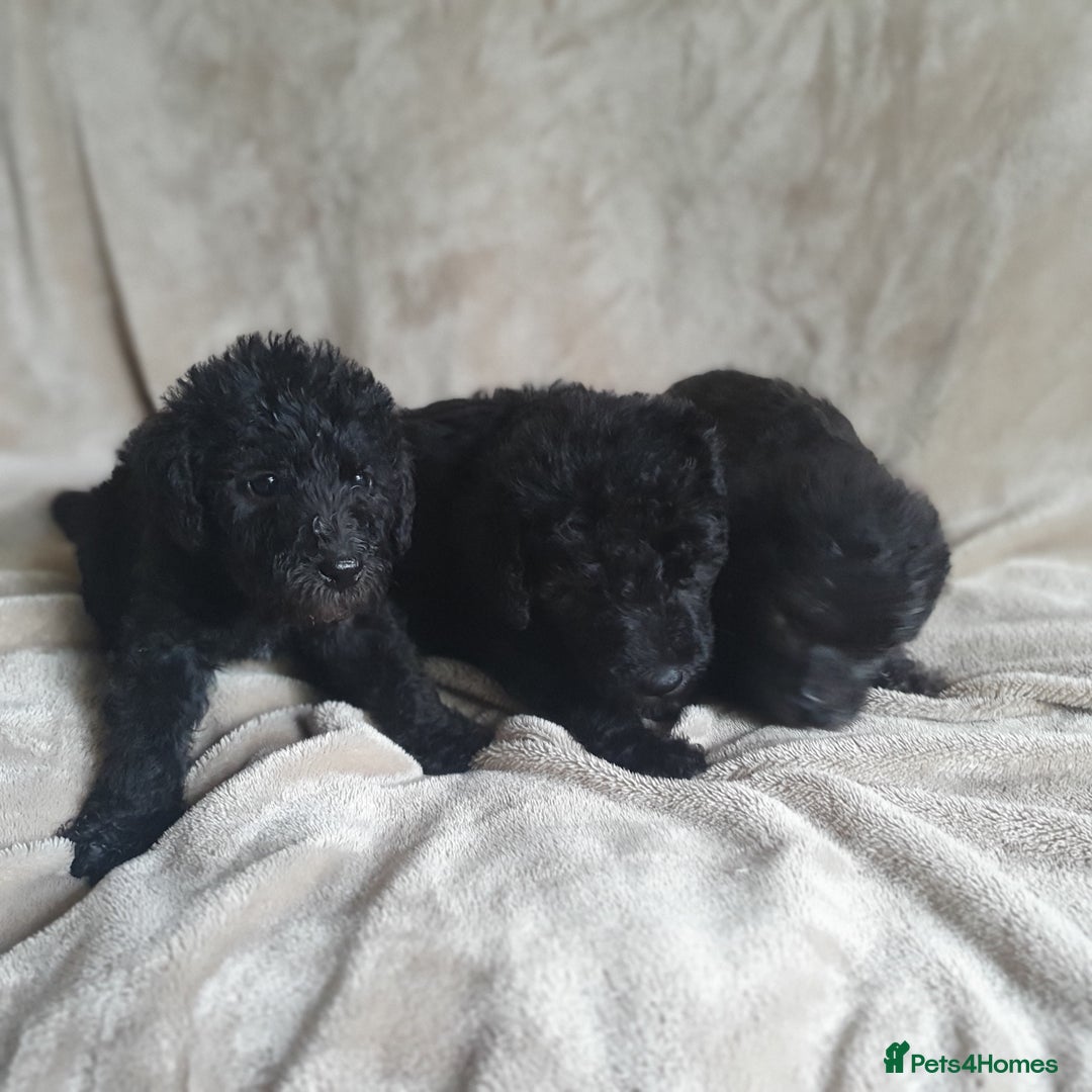 Bedlington Terrier dogs for sale: BEDLINGTON TERRIER PUPS - Image 4
