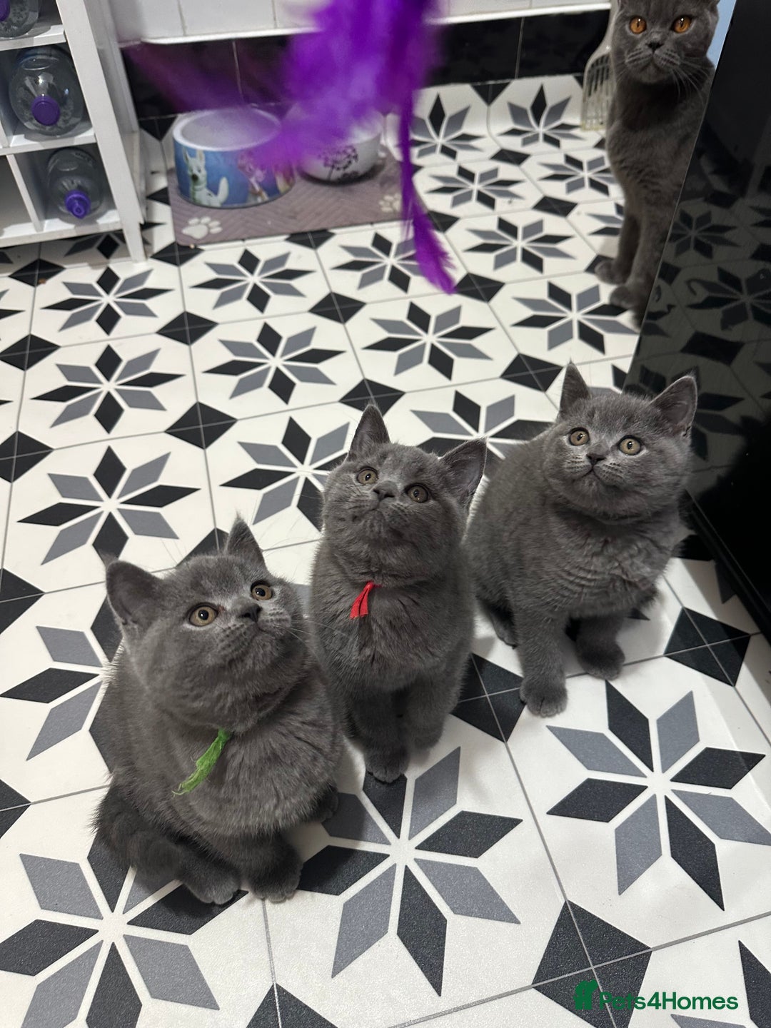 British Shorthair cats for sale: British short hair kittens - Advert 6