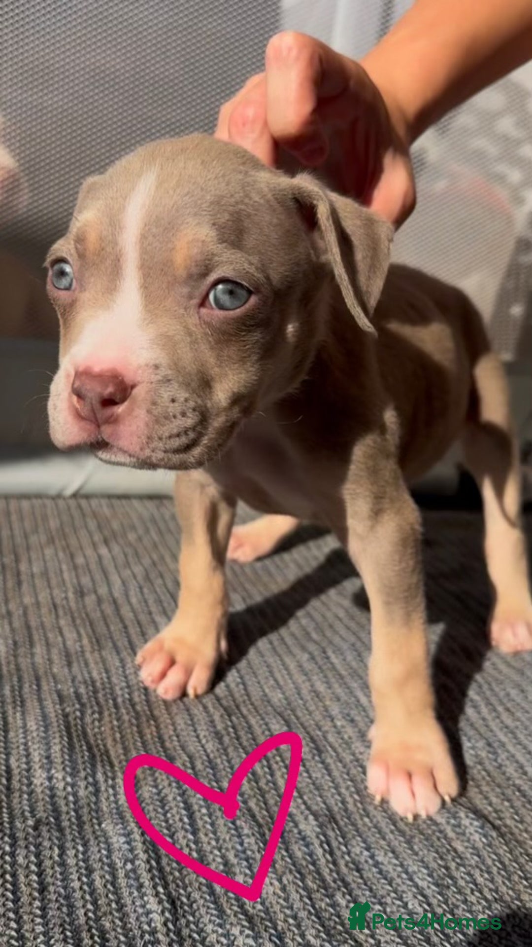 American Bully dogs for sale: Beautiful American Bullies (NOT XL) - Image 5