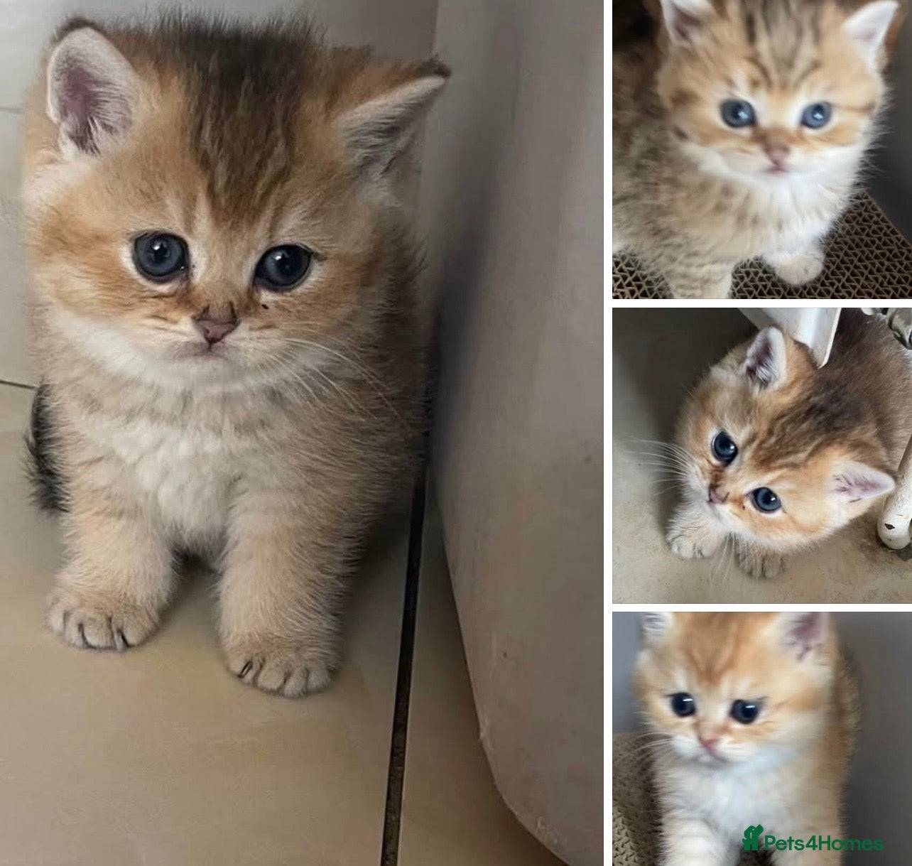 British Shorthair cats British Shorthairs  - Advert 1