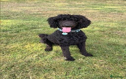 Standard Poodle dogs for stud: My kc reg, standard Poodle, stud only  - Image 3