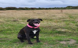 Mixed Breed dogs for sale: Alaunt type puppies - Advert 7