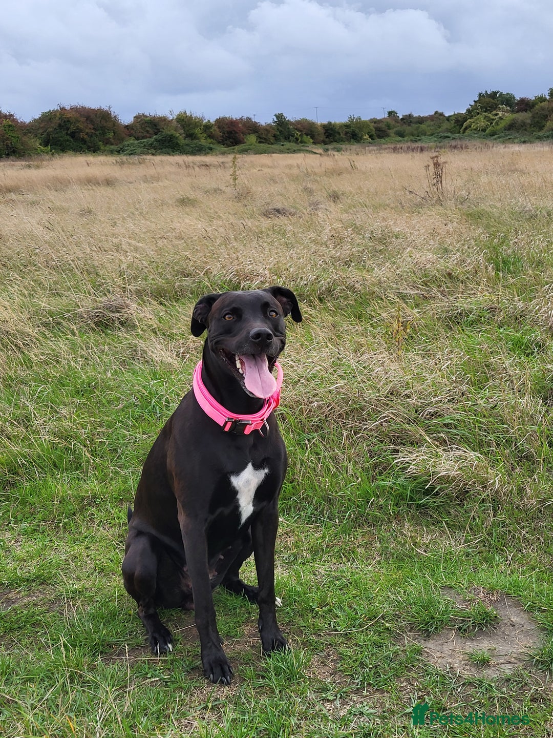 Mixed Breed dogs for sale: Alaunt type puppies - Advert 7