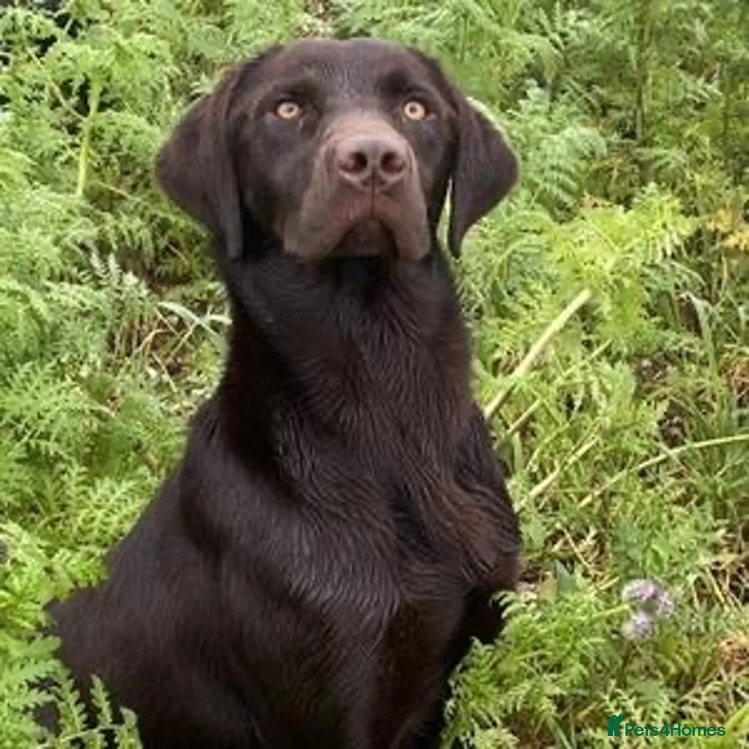Labrador Retriever dogs for sale: KC Registered Labrador Puppies - Advert 2