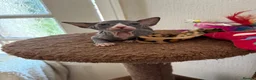 Sphynx cats for sale: Unusual Sphinx’s kittens  - Advert 9