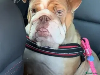 English Bulldog dogs Beautifull girl - Advert 15