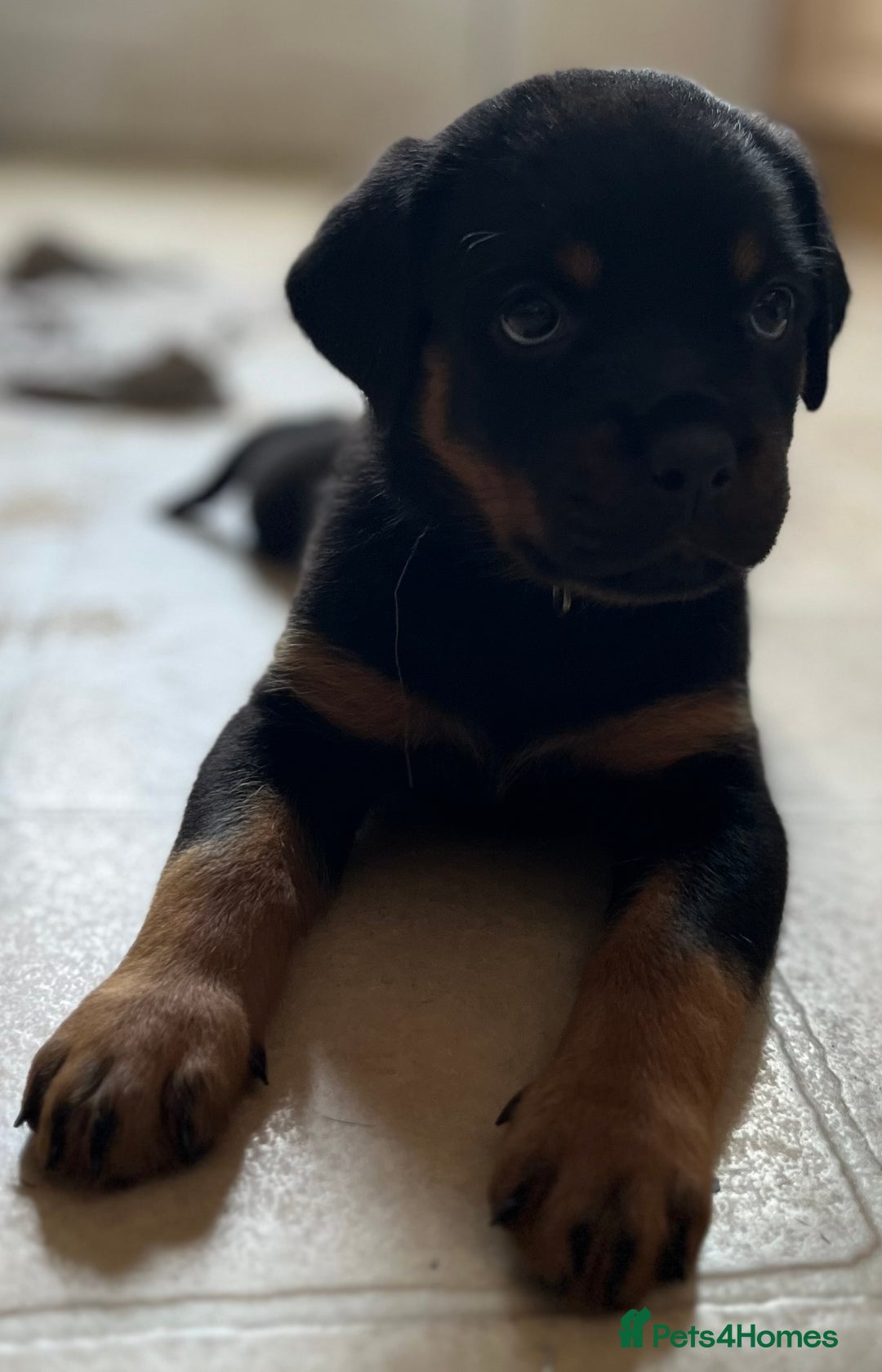 Rottweiler dogs for sale: Stunning kc registered Rottweiler pups.  - Image 30