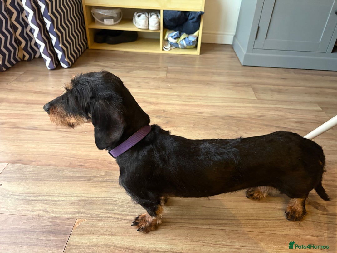 Dachshund dogs for sale: Female wiredhaired dachshund  - Image 4