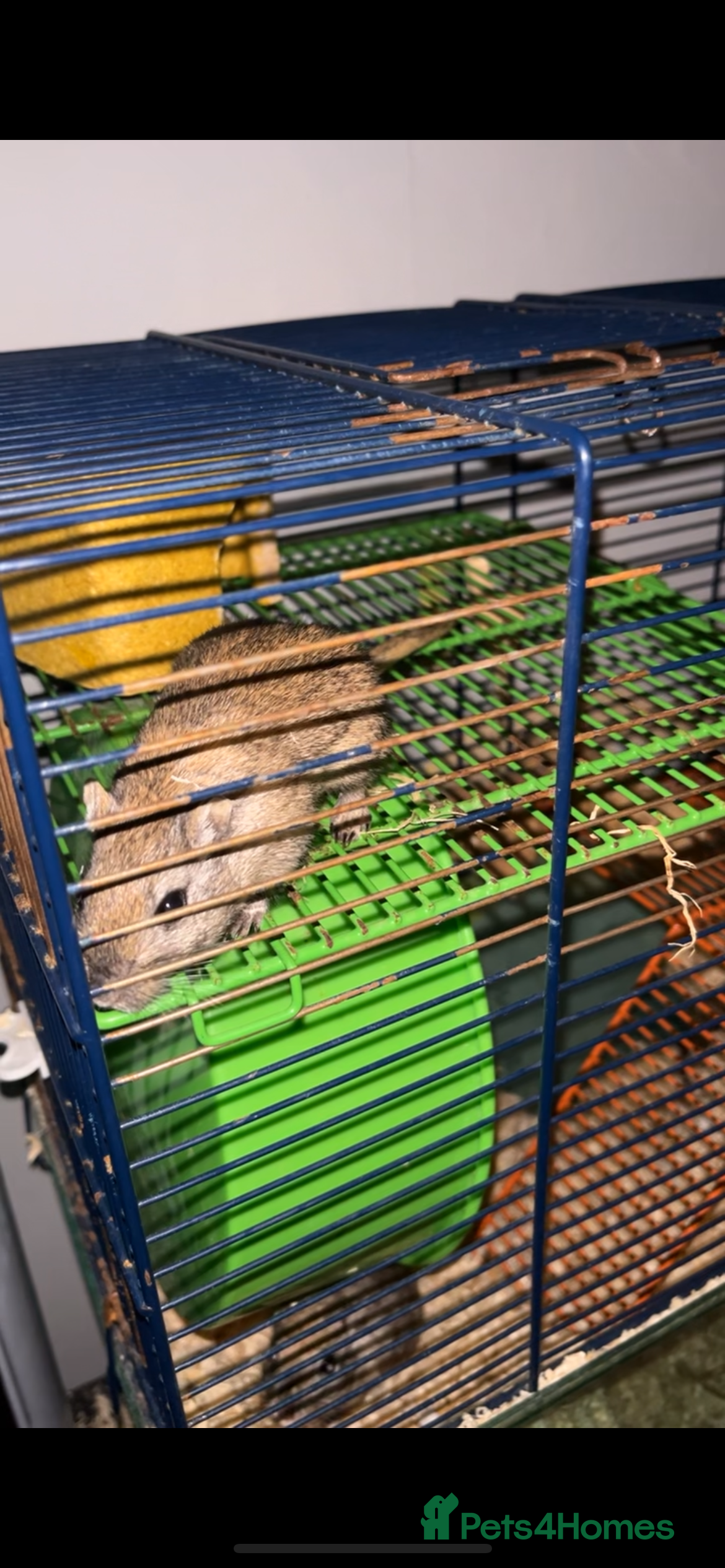 Gerbil rodents 2 female gerbils with cage and accessories. - Advert 9