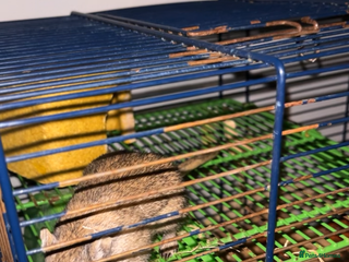 Gerbil rodents - Advert 2